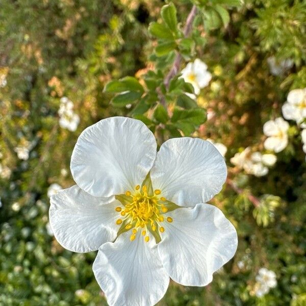 Dasiphora fruticosa Blomst