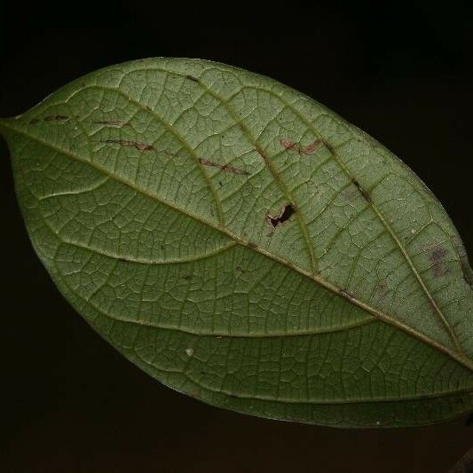 Ocotea cinerea Лист