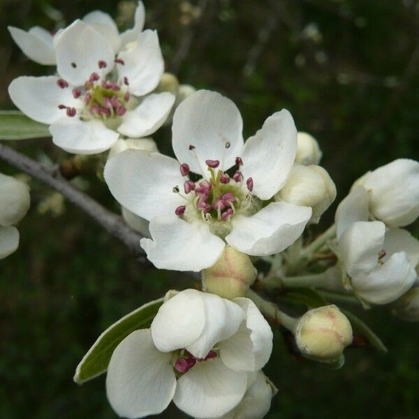 Pyrus salicifolia 花