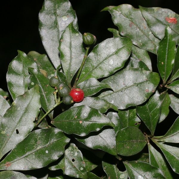 Psychotria biaristata Fruit