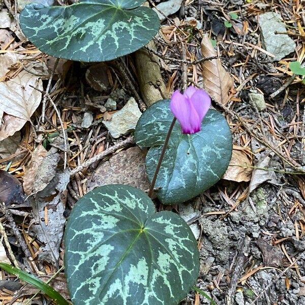 Cyclamen purpurascens Buveinė