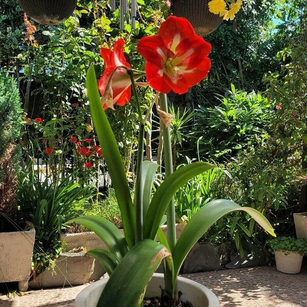 Hippeastrum correiense 花