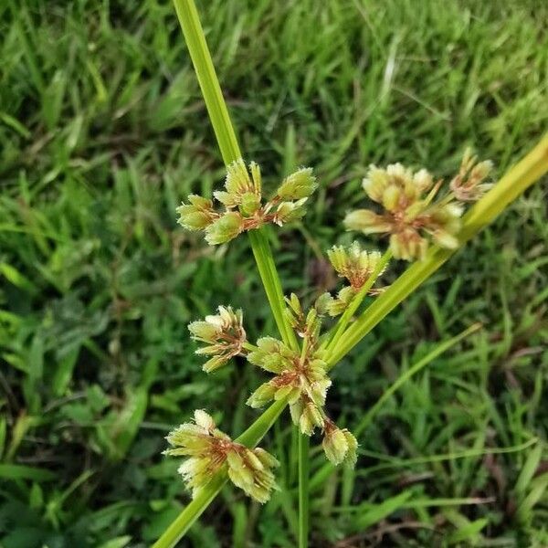 Schoenoplectus triqueter Kwiat