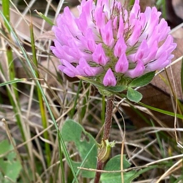 Trifolium pratense Cvet