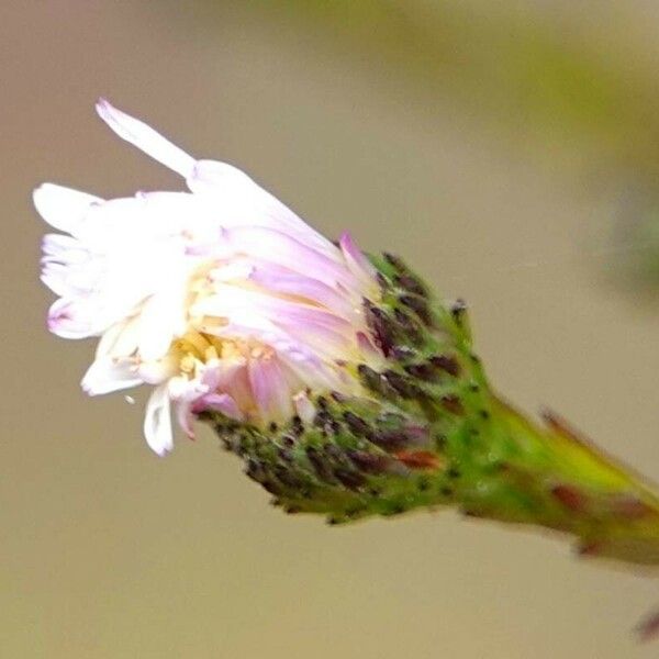 Symphyotrichum subulatum Цвят