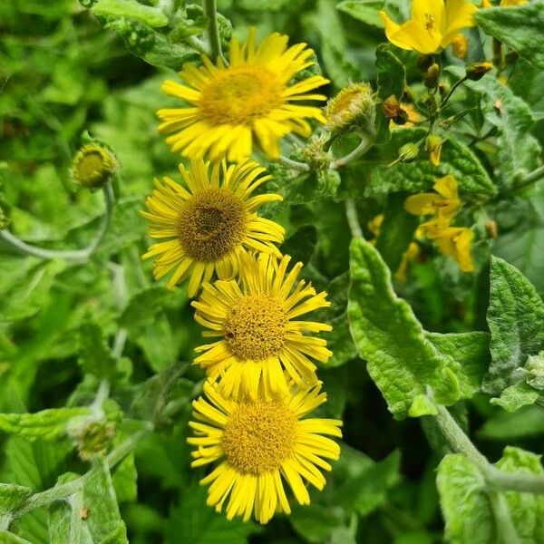 Pulicaria dysenterica Fiore