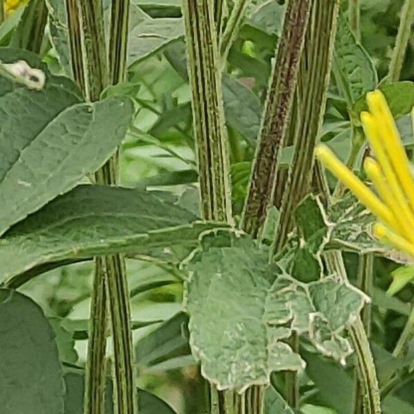 Rudbeckia subtomentosa Кора