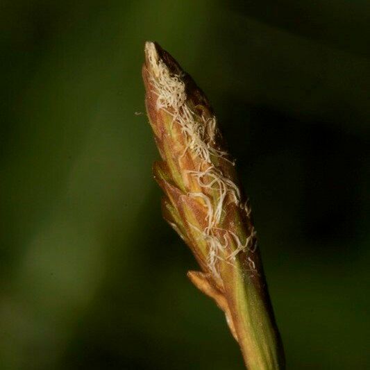 Carex vaginata Gyümölcs