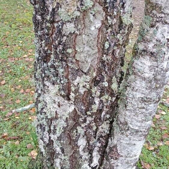 Betula pendula Bark