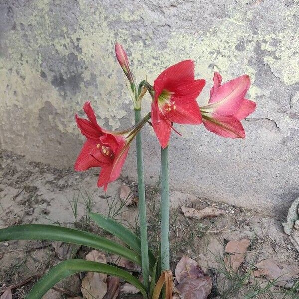 Hippeastrum puniceum Fiore