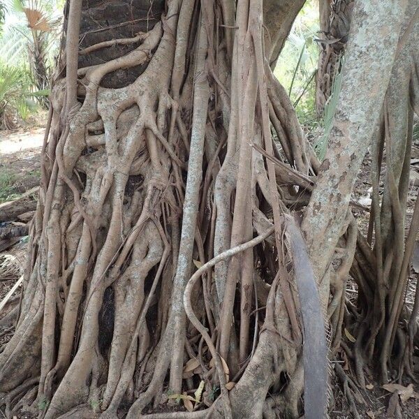 Ficus polita Bark