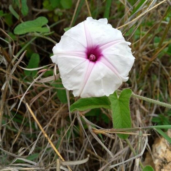 Ipomoea mombassana Цветок