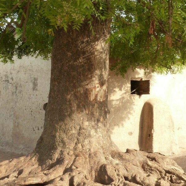 Azadirachta indica خشب