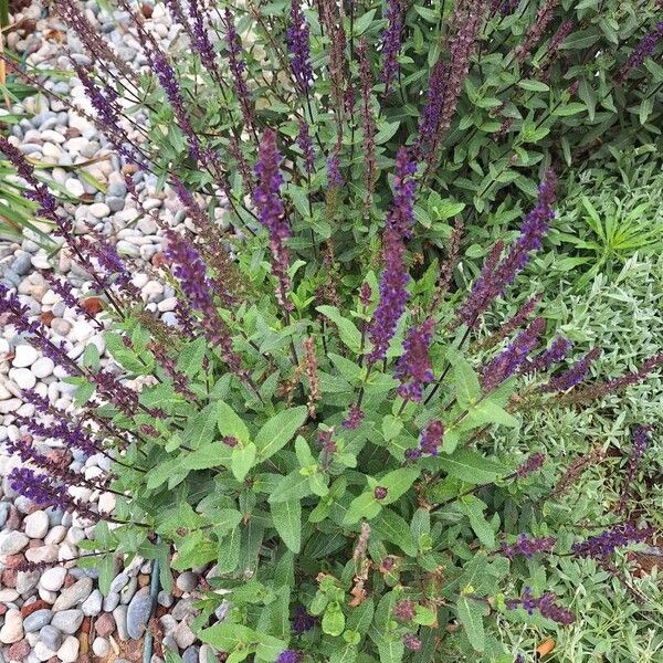 Salvia nemorosa Žiedas