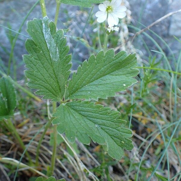 Potentilla grandiflora Leaf