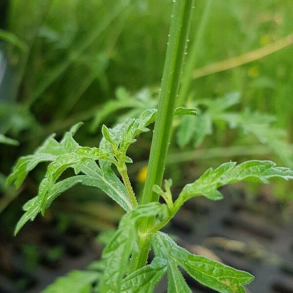 Verbena officinalis Corteza