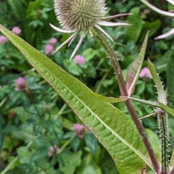 Dipsacus sativus 葉