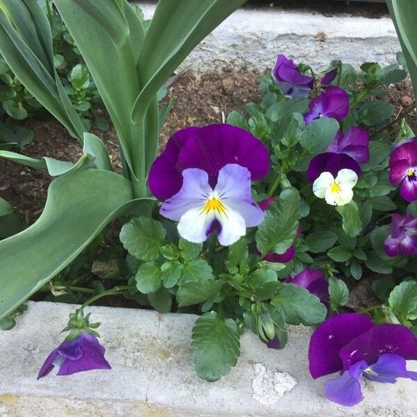 Viola × wittrockiana ফুল