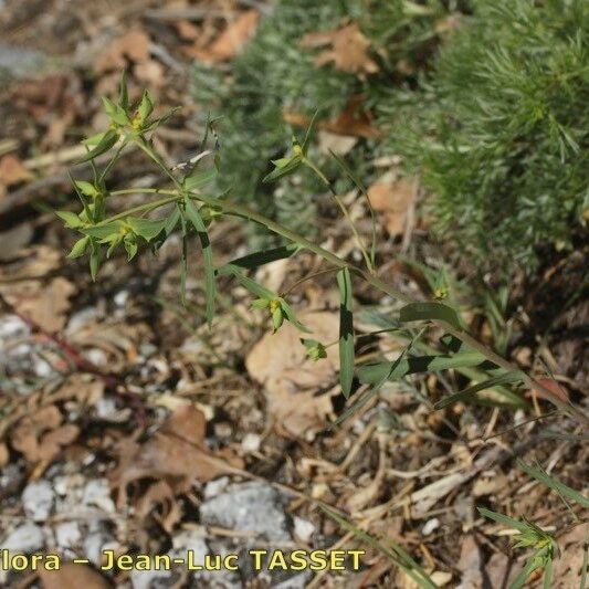 Euphorbia taurinensis Агульны выгляд