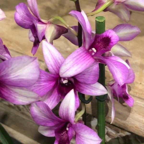 Spathoglottis plicata Flower