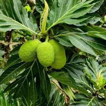 Artocarpus altilis Лист