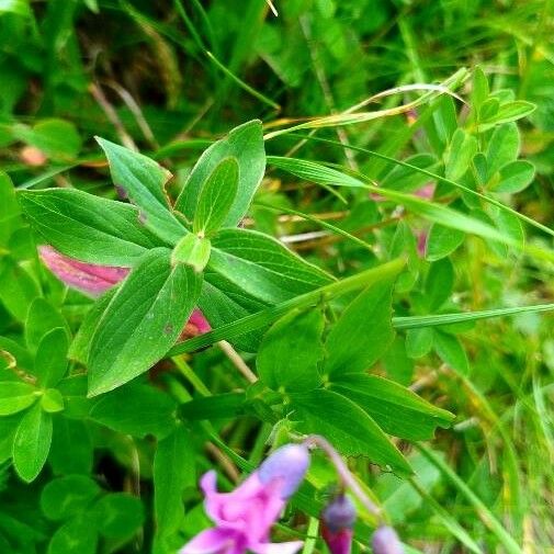 Lathyrus palustris ഇല