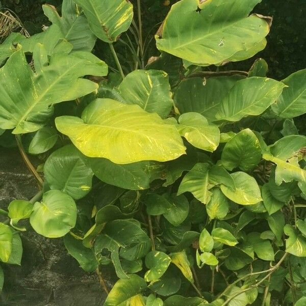 Epipremnum pinnatum Leaf