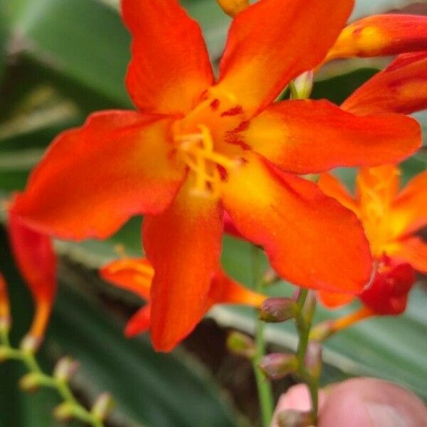 Crocosmia × crocosmiiflora Fleur