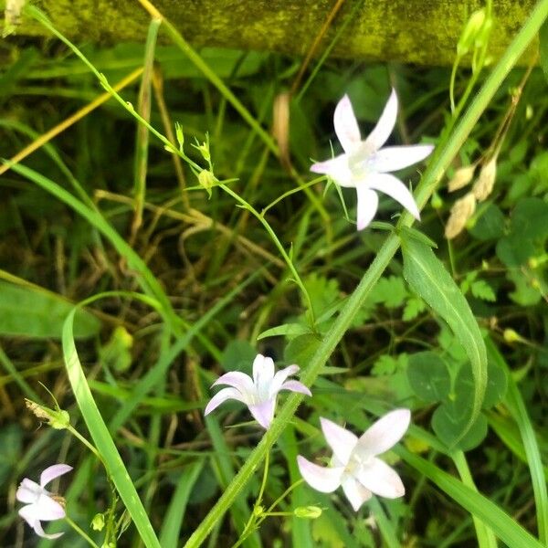 Campanula rapunculus Квітка