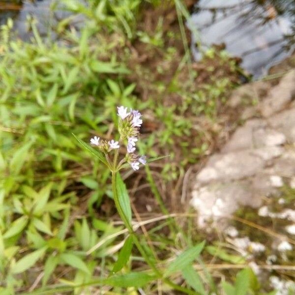 Verbena brasiliensis Flower