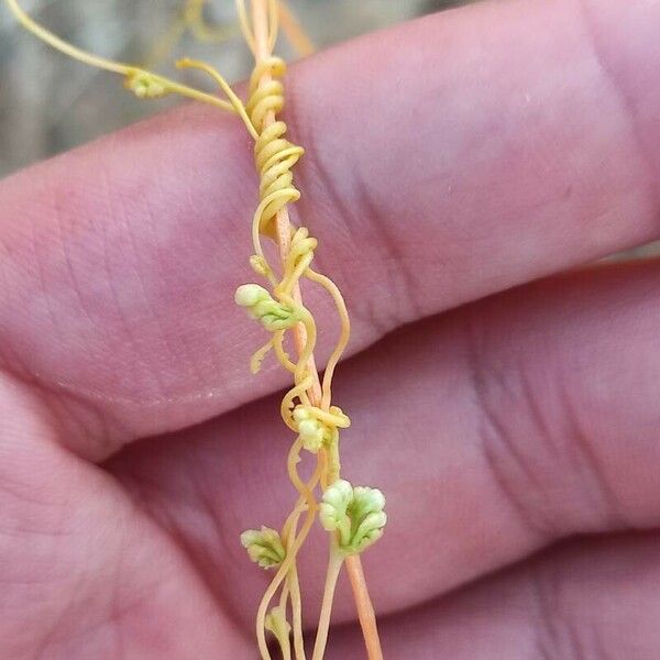 Cuscuta campestris Rhisgl