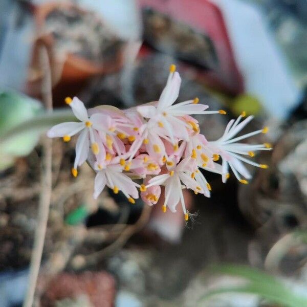 Haemanthus humilis Flower