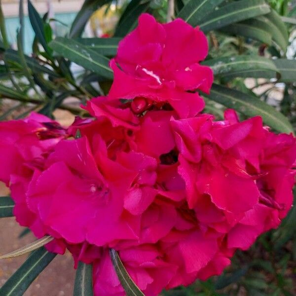 Nerium oleander 花