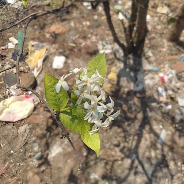 Holarrhena pubescens Blomst