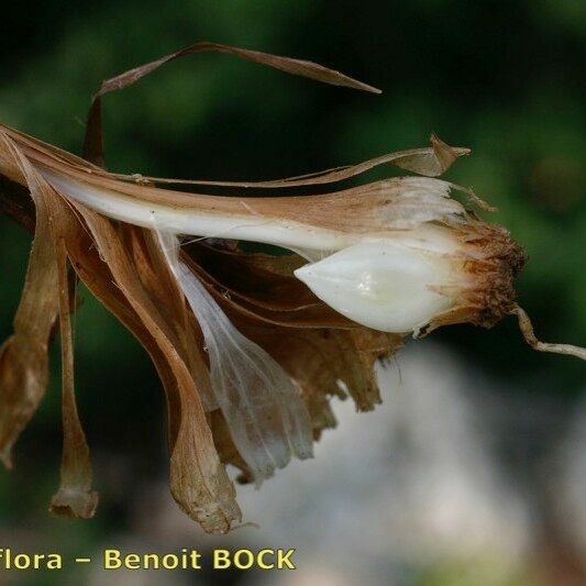 Allium pallens Fruit