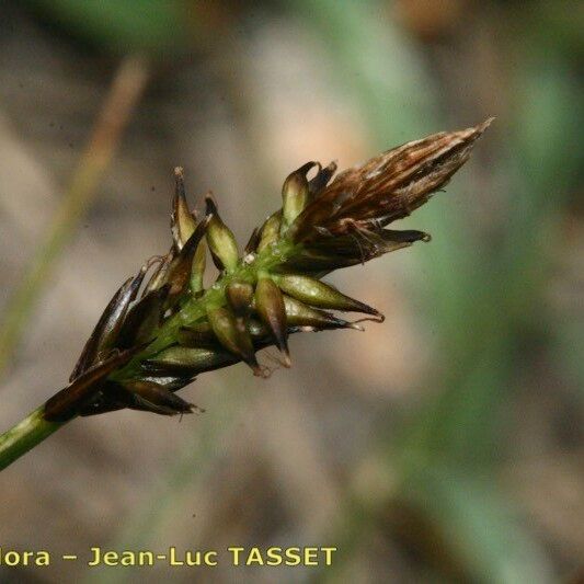 Carex pyrenaica Квітка