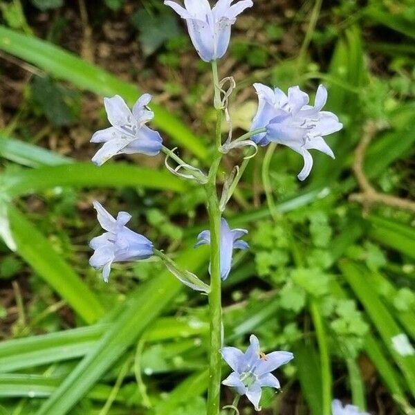 Brimeura amethystina Квітка