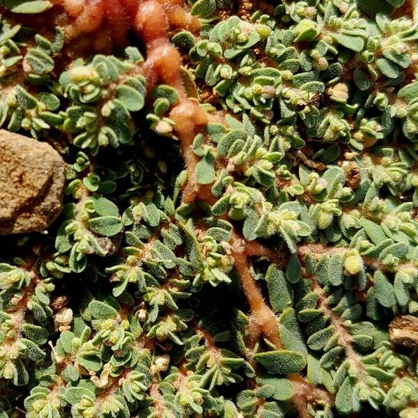 Euphorbia granulata برگ