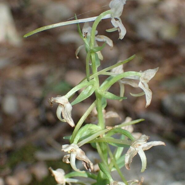 Platanthera chlorantha Other