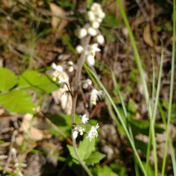 Tiarella trifoliata Flor