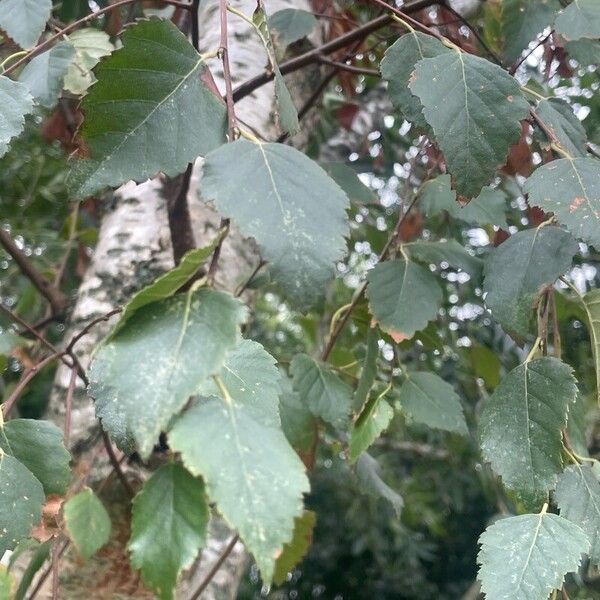 Betula pubescens Fuelha