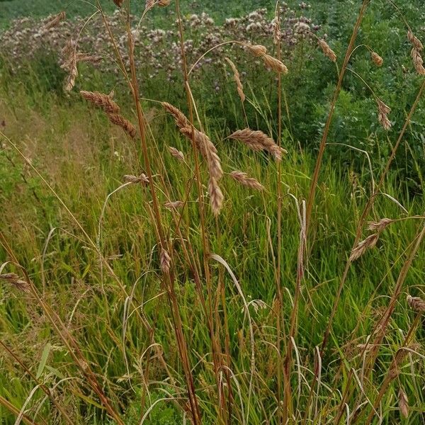 Bromus secalinus Fruto