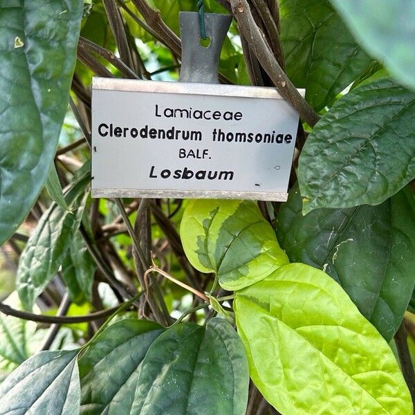 Clerodendrum thomsoniae Other