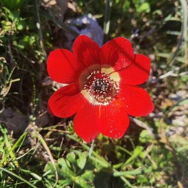 Anemone coronaria Flower