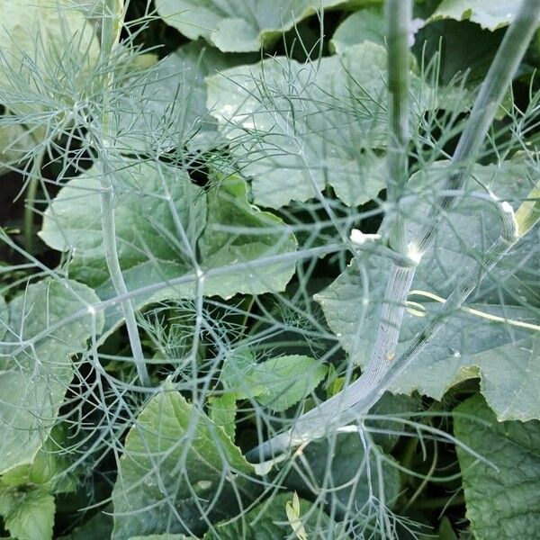 Anethum graveolens Leaf