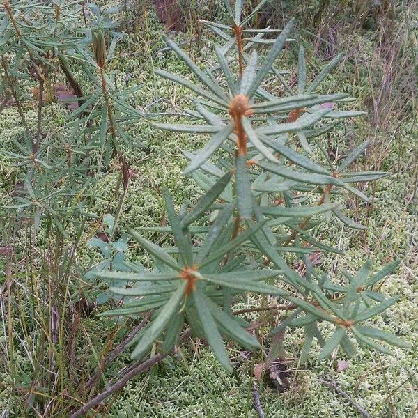 Rhododendron tomentosum Frunză