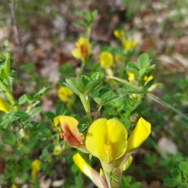 Cytisus ratisbonensis 花