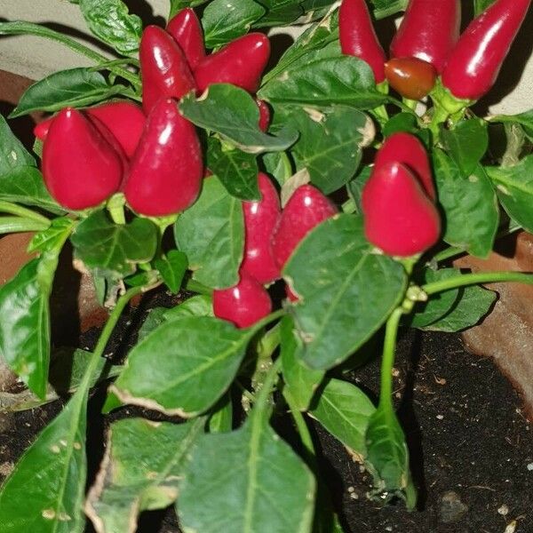 Capsicum annuum 果実