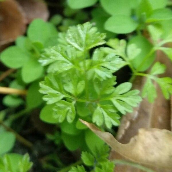 Anthriscus cerefolium Leaf