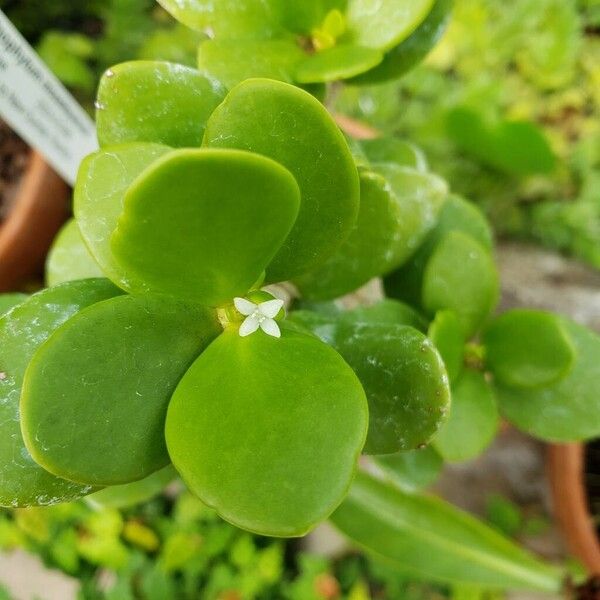 Hydnophytum moseleyanum Flower